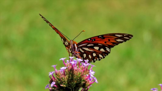 Golf Fritillary butterfly