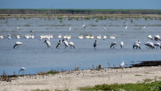 White Pelicans and Wood Storks photo