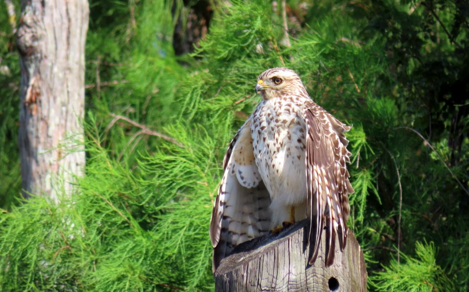 Juvenile Red-shouldered Hawk