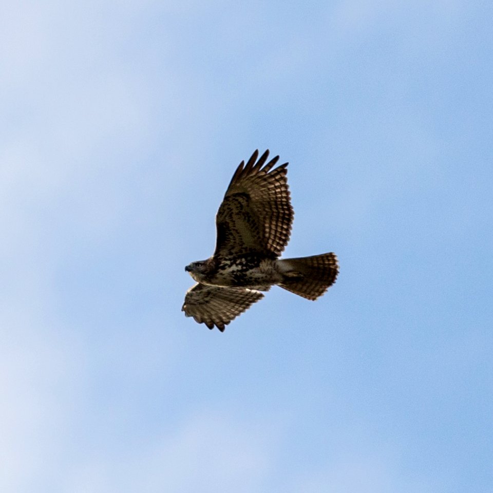 Hawk over Kennesaw Mountain