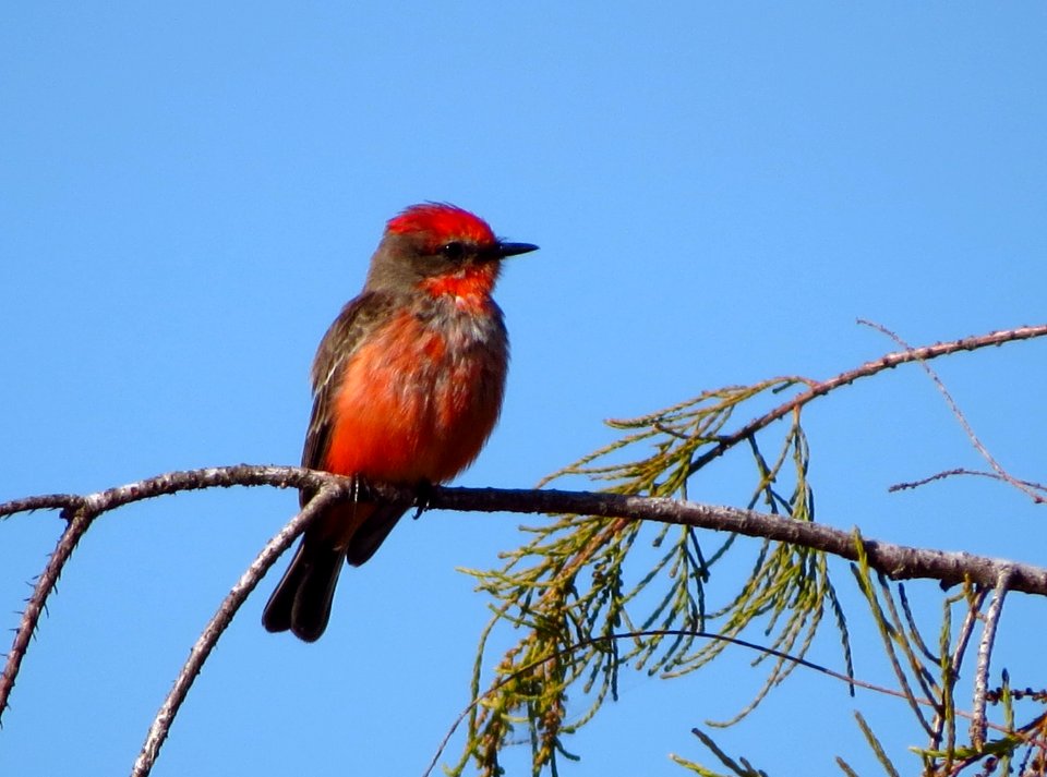 Vermilion Flycatcher