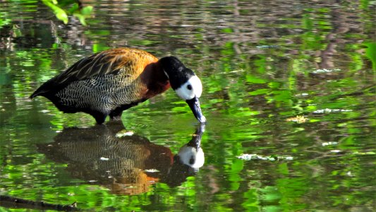 White-faced Whistling Duck photo