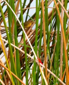 Common Yellowthroat