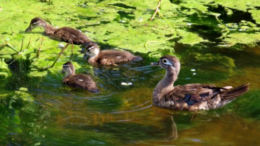 Wood Duck family photo