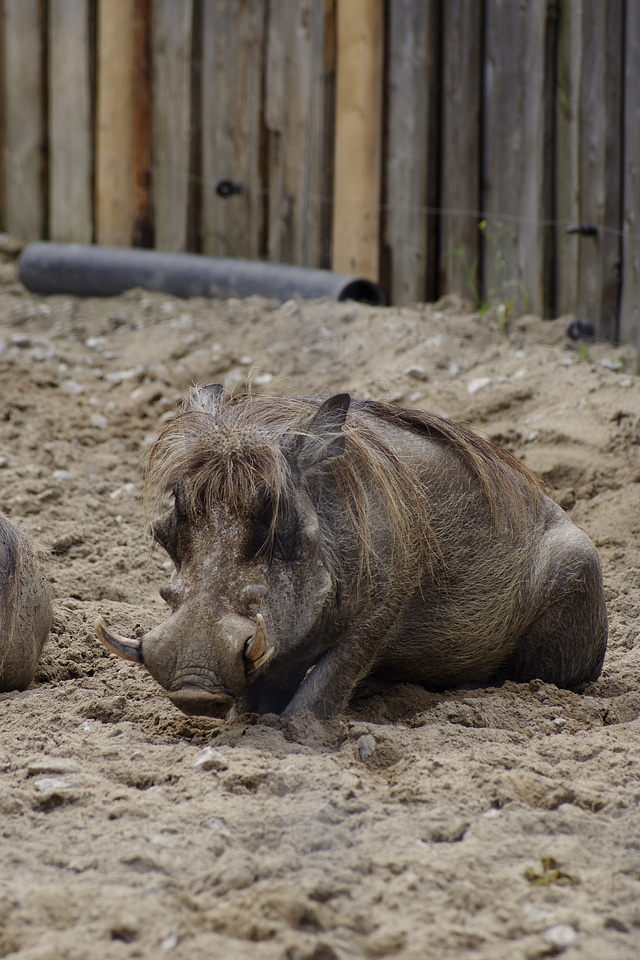 Pig animal tallinn zoo