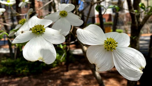 Day 88 - Dogwoods