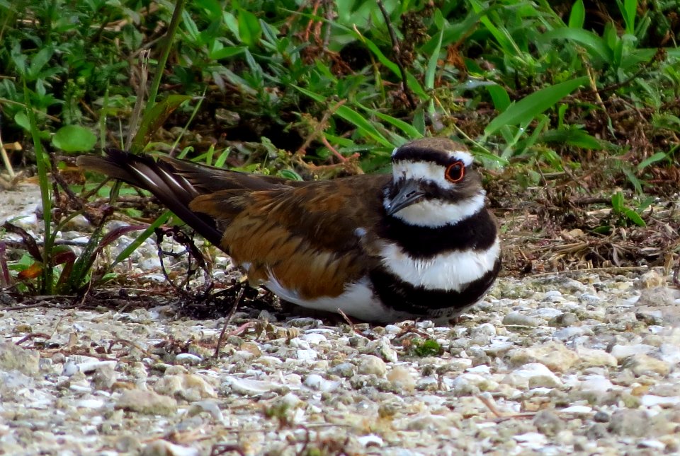 Killdeer photo