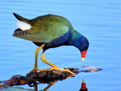 Purple Gallinule