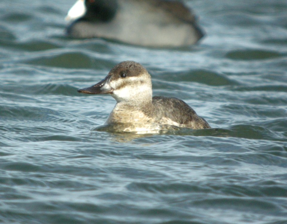DSCN4631 c Ruddy Duck Will Co IL 11-26-10