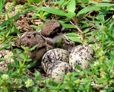 Killdeer nest photo
