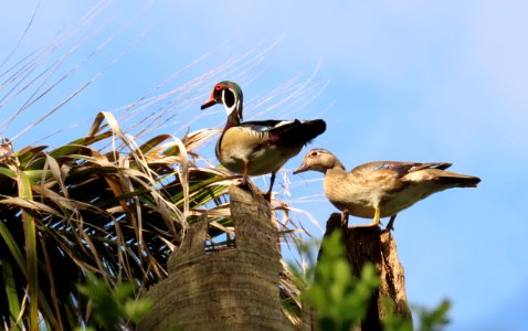 Wood Ducks