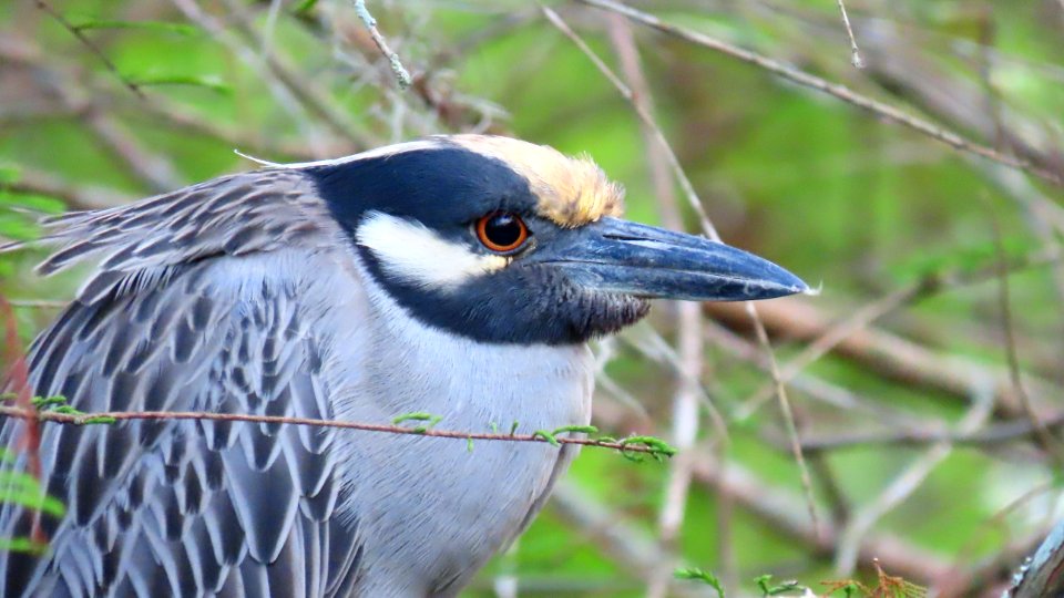 Yellow-crowned Night-Heron photo