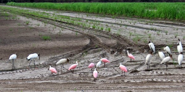 Spoonbills and Wood Storks