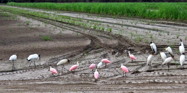 Spoonbills and Wood Storks photo