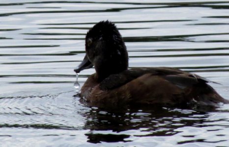Ringed-neck Duck (female) photo