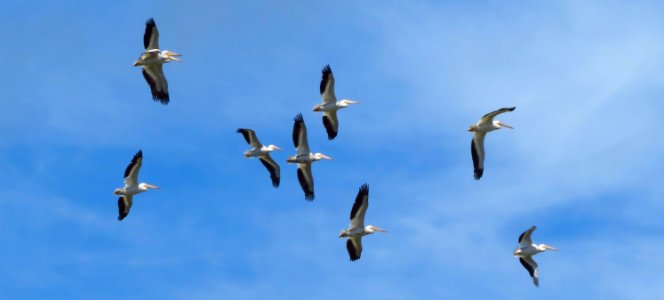 American White Pelican