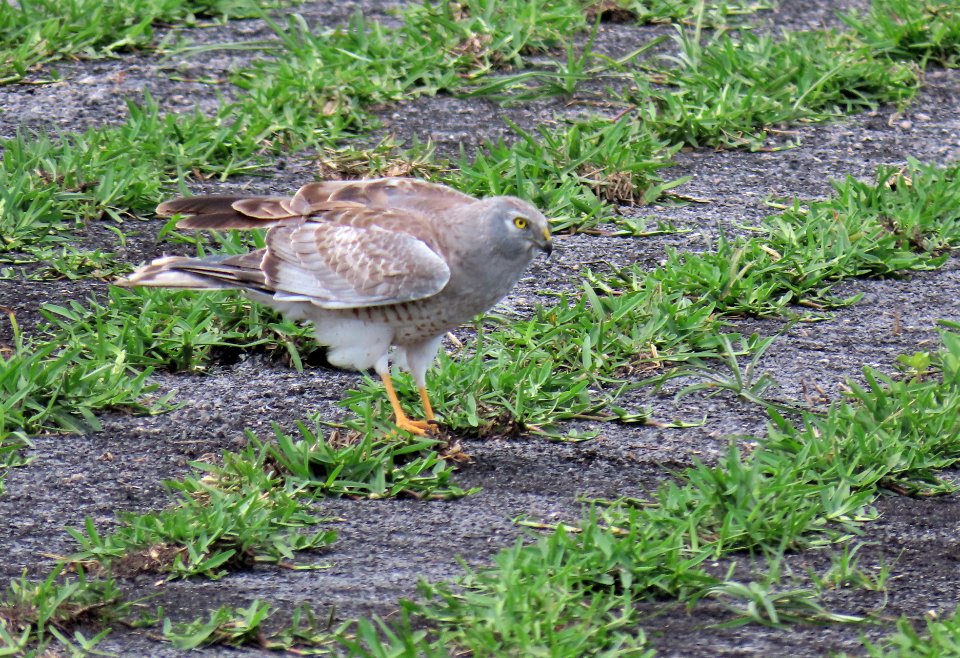 Male Northern Harrier, Gray Ghost!