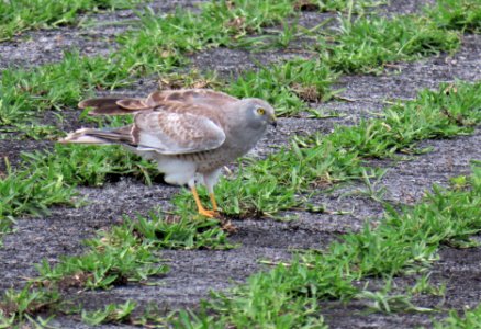 Male Northern Harrier, Gray Ghost!