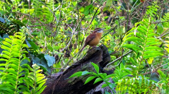 Carolina Wren photo