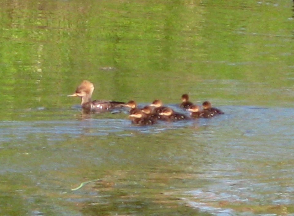 IMG 1145 c Hooded Merganser Willow Slough IN 5-19-09