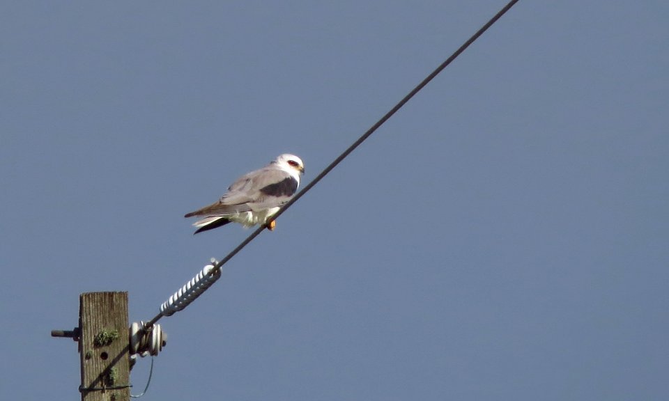 White-tailed Kite