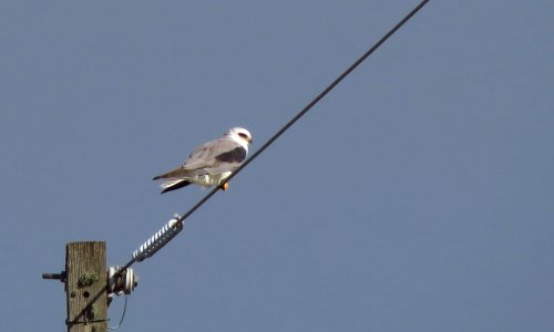 White-tailed Kite photo