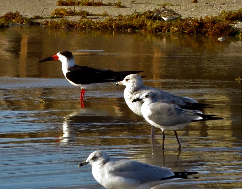 Black Skimmer and Gulls