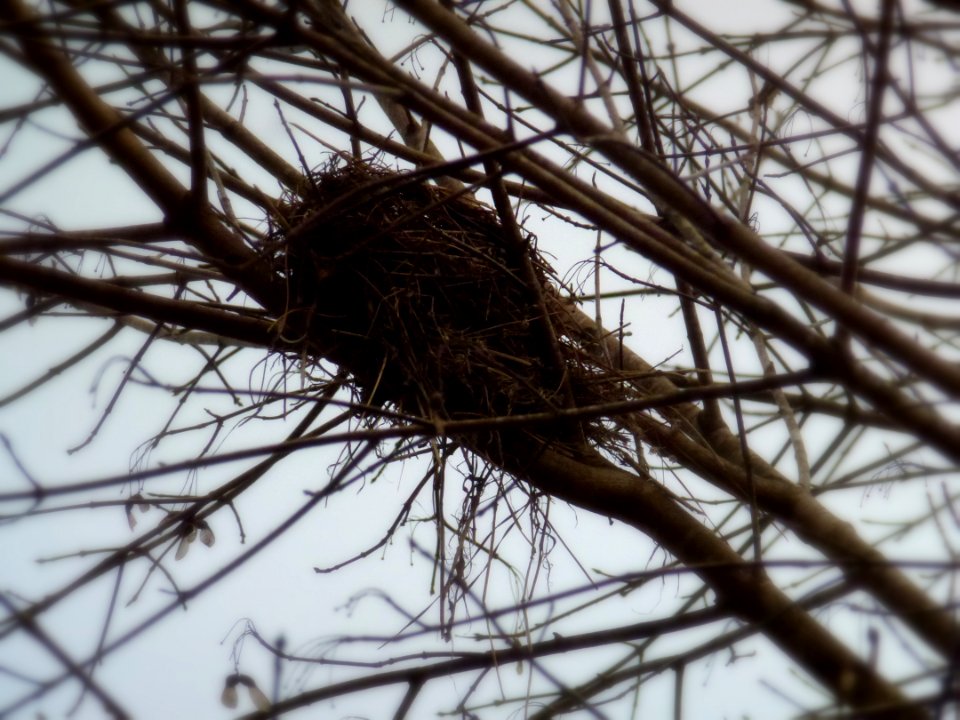Day 20 - Nest Closeup