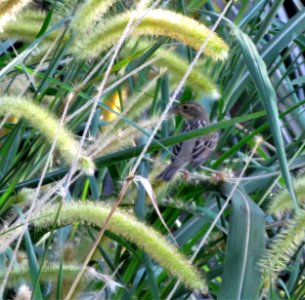 Dickcissel