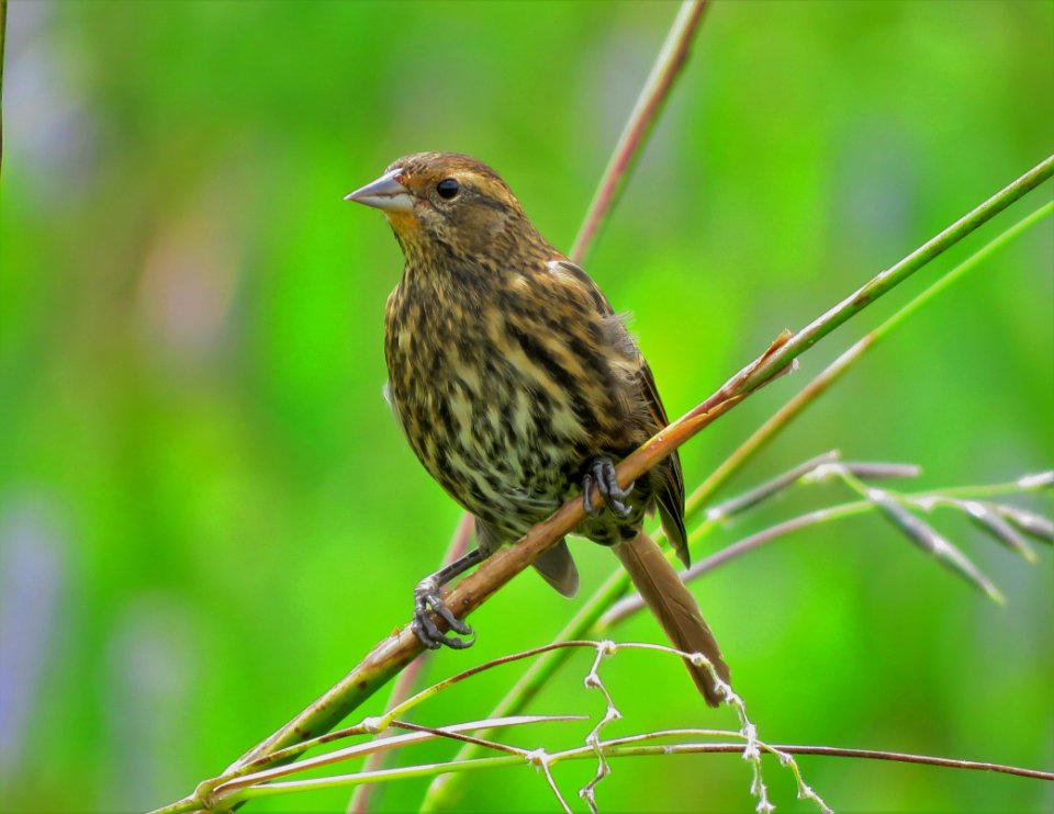 Red-winged Blackbird female