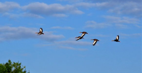Black-bellied Whistling Ducks