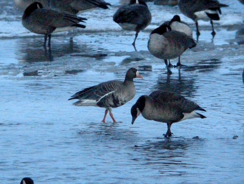 DSCN6250 c Greater White-Fronted Goose Kankakee IL 2-13-11