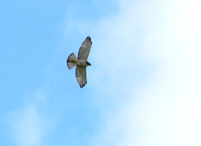 Broad-winged Hawk photo