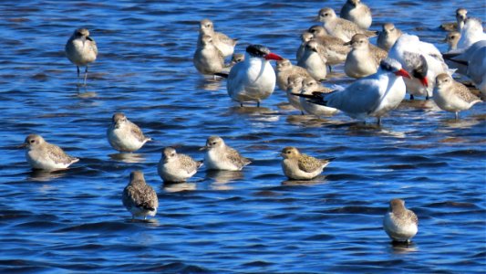 Pacific Golden Plover and friends