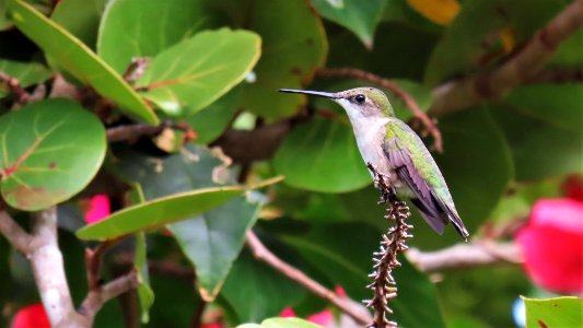 Ruby-throated Hummingbird