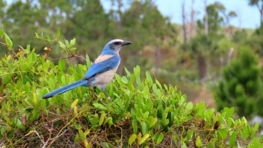 Florida Scrub-Jay photo