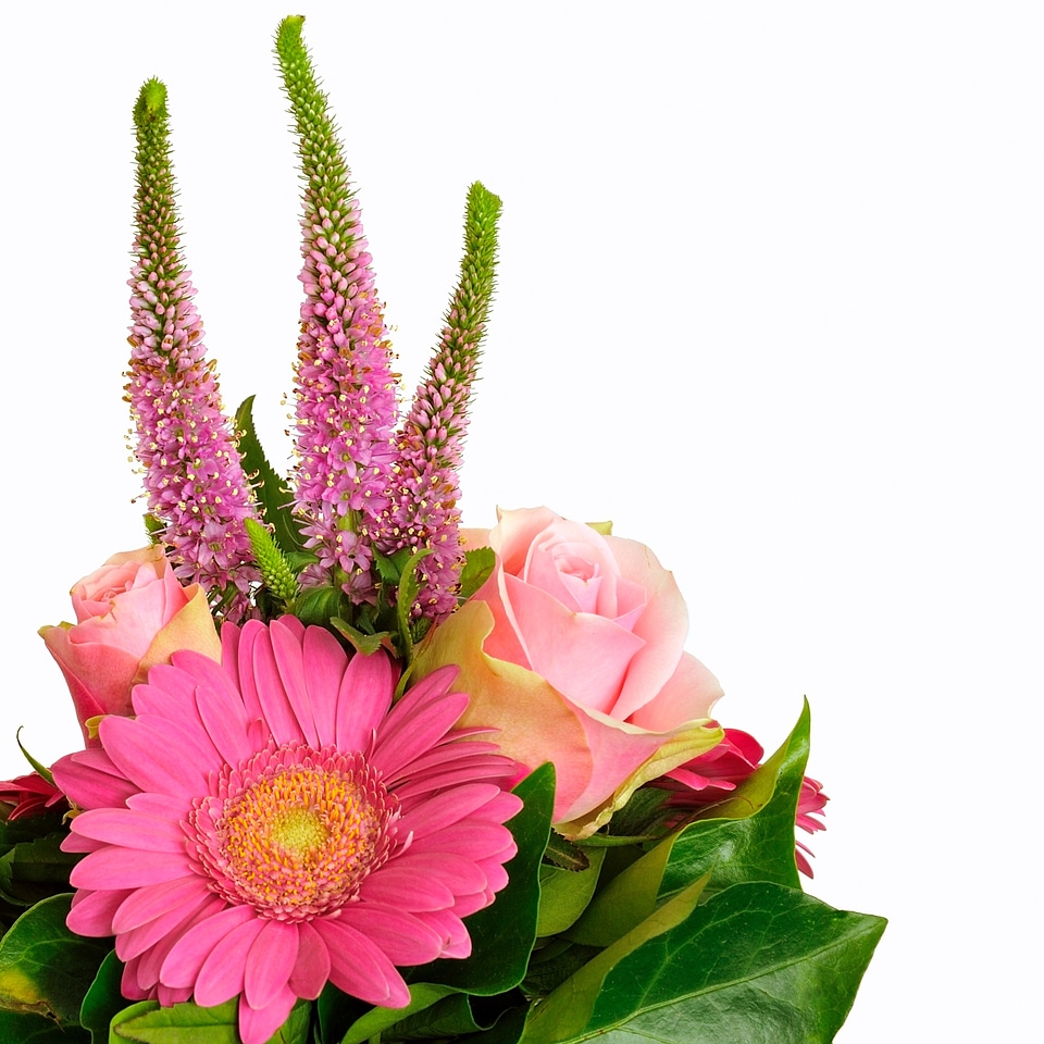 Summer flower plant blossom