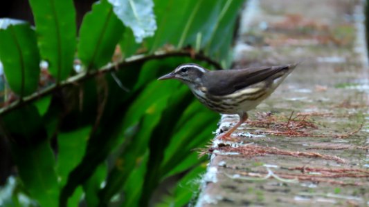 Louisiana Waterthrush