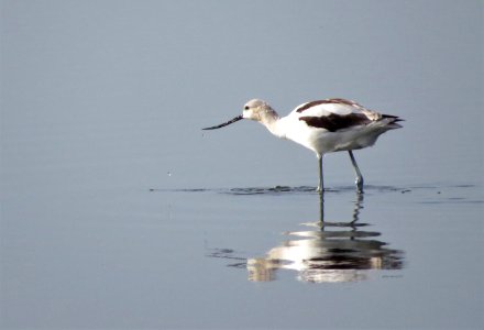 American Avocet photo