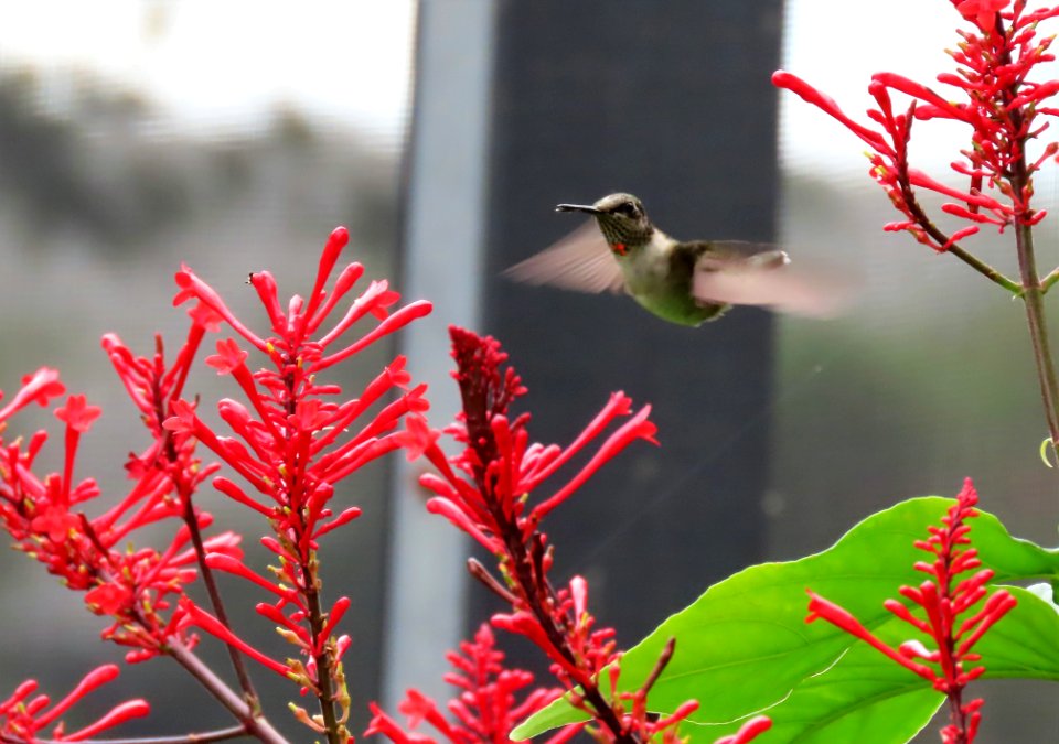 Young male Ruby-throated Hummingbird