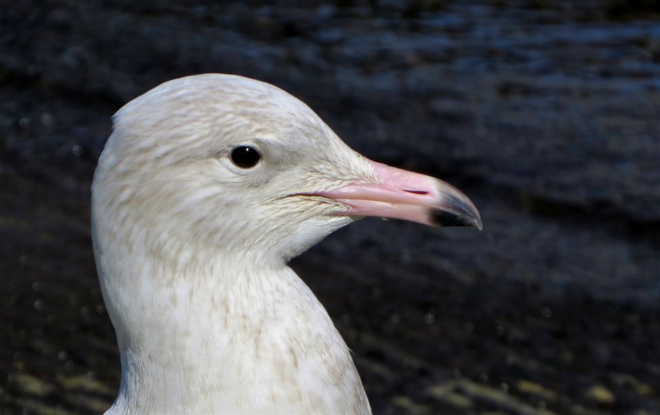 Glaucous Gull