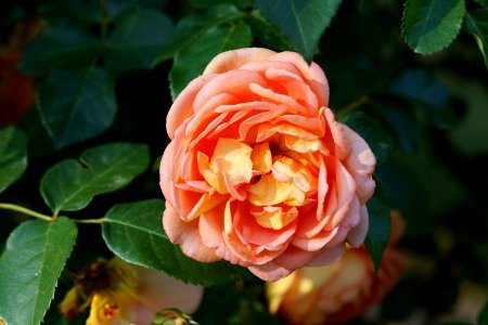 DSC05429