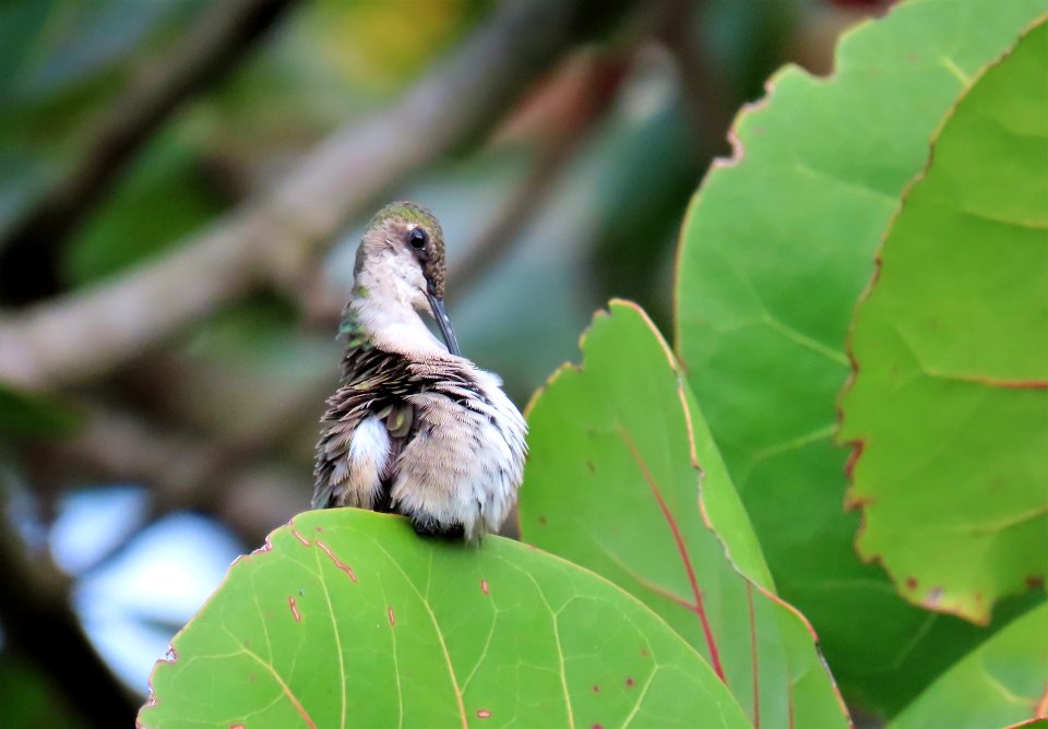 Ruby-throated Hummingbird
