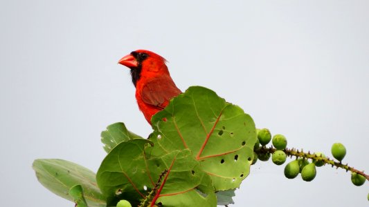 Male Northern Cardinal