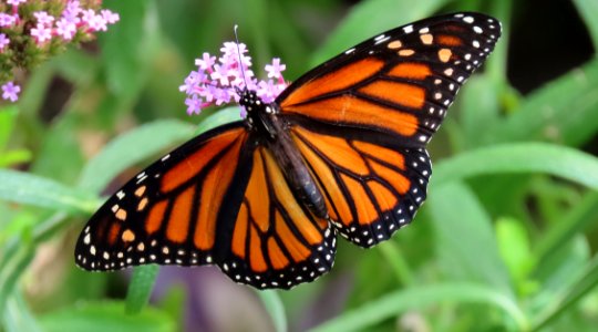 Monarch Butterfly on Verbena photo