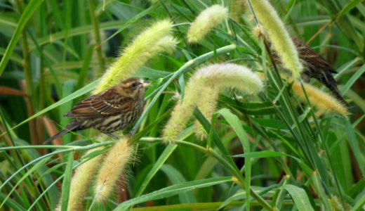Female Red-winged Blackbird