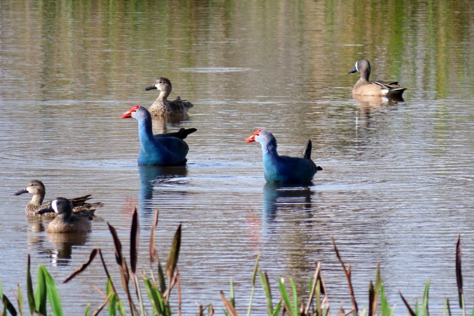 Gray-headed Swamphens with Blue-winged Teal.