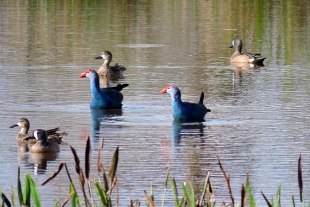 Gray-headed Swamphens with Blue-winged Teal.