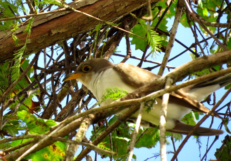 Yellow-billed Cuckoo