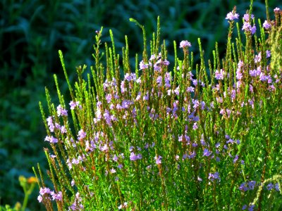 Winged Loosestrife photo